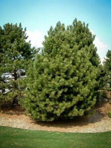 Сосна Чёрная (Pinus Nigra) купить по цене от 270.00р. в интернет-магазине «Посадика» с доставкой почтой в в Циолковскийе и по всей России – [изображение №1].