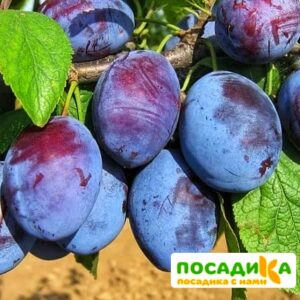 Слива Чачакская ранняя купить по цене от 229.00р. в интернет-магазине «Посадика» с доставкой почтой в в Циолковскийе и по всей России – [изображение №1].