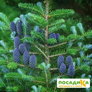 Пихта корейская (Abies koreana) купить по цене от 450.00р. в интернет-магазине «Посадика» с доставкой почтой в в Циолковскийе и по всей России – [изображение №1].