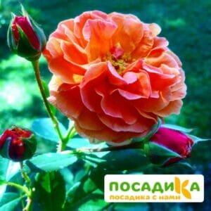 Роза Арабия купить по цене от 350.00р. в интернет-магазине «Посадика» с доставкой почтой в в Циолковскийе и по всей России – [изображение №1].