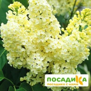 Сирень Примроуз (Primrose) купить по цене от 529.00р. в интернет-магазине «Посадика» с доставкой почтой в в Циолковскийе и по всей России – [изображение №1].