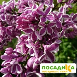 Сирень Сенсация купить по цене от 529.00р. в интернет-магазине «Посадика» с доставкой почтой в в Циолковскийе и по всей России – [изображение №1].