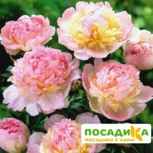 Пион Распберри Сандей (Paeonia Raspberry Sundae) купить по цене от 959р. в интернет-магазине «Посадика» с доставкой почтой в в Циолковскийе и по всей России – [изображение №1].