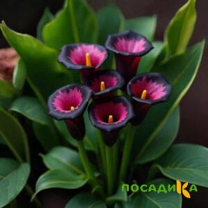 Калла Аура Лейс купить по цене от 400р. в интернет-магазине «Посадика» с доставкой почтой в в Циолковскийе и по всей России – [изображение №1].