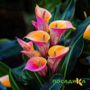 Калла Оникс купить по цене от 450р. в интернет-магазине «Посадика» с доставкой почтой в в Циолковскийе и по всей России – [изображение №1].