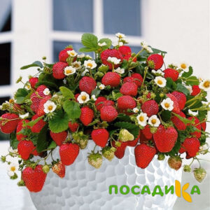 Клубника Рубиновый Шепот (горшечная) купить по цене от 240р. в интернет-магазине «Посадика» с доставкой почтой в в Циолковскийе и по всей России – [изображение №1].