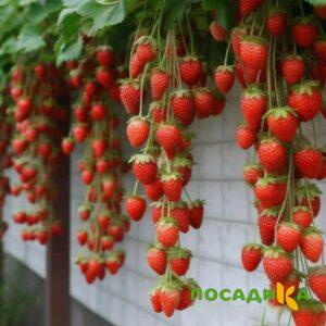 Клубника вьющаяся Комплимент купить по цене от 470р. в интернет-магазине «Посадика» с доставкой почтой в в Циолковскийе и по всей России – [изображение №1].