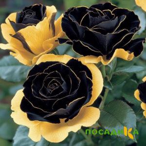 Роза Ханни Сикл купить по цене от 700р. в интернет-магазине «Посадика» с доставкой почтой в в Циолковскийе и по всей России – [изображение №1].