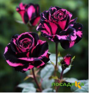 Роза Багровый Шепот купить по цене от 366р. в интернет-магазине «Посадика» с доставкой почтой в в Циолковскийе и по всей России – [изображение №1].