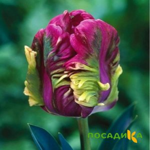 Тюльпан Экзотик Хэвен купить по цене от 186р. в интернет-магазине «Посадика» с доставкой почтой в в Циолковскийе и по всей России – [изображение №1].
