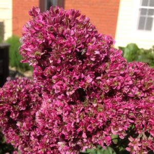 Флокс Филингс купить по цене от 329р. в интернет-магазине «Посадика» с доставкой почтой в в Циолковскийе и по всей России – [изображение №1].