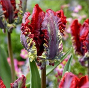 Тюльпан Рококо купить по цене от 350р. в интернет-магазине «Посадика» с доставкой почтой в в Циолковскийе и по всей России – [изображение №1].