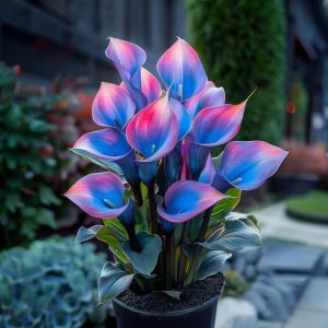 Калла Импрессия купить по цене от 590р. в интернет-магазине «Посадика» с доставкой почтой в в Циолковскийе и по всей России – [изображение №1].