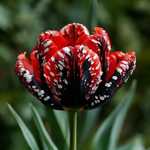 Тюльпан Вельвет Файер купить по цене от 394р. в интернет-магазине «Посадика» с доставкой почтой в в Циолковскийе и по всей России – [изображение №1].