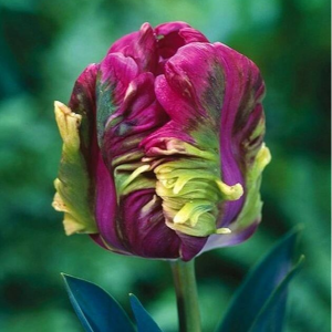 Тюльпан Экзотик Хэвен купить по цене от 186р. в интернет-магазине «Посадика» с доставкой почтой в в Циолковскийе и по всей России – [изображение №1].